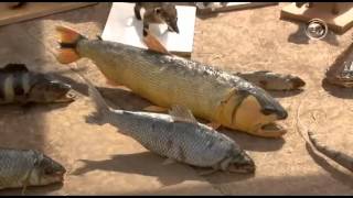 Taxidermia trabalha educação ambiental em Campo Grande [upl. by Dnomsaj]