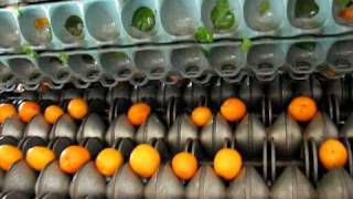 Drying Apricots with Bella Viva Orchards making Dried Fruit on the farm [upl. by Eardna]