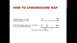 Linked genes and chromosome mapping [upl. by Riffle337]