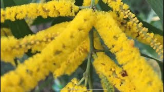 SYDNEY GOLDEN WATTLE BLOSSOMS drpurnasreeramaneni By Dr Purna Sreeramaneni [upl. by Starling911]