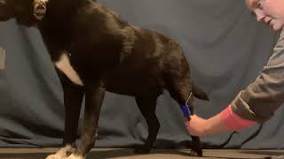 Cooperative Lateral Saphenous Venipuncture with Eko [upl. by Purcell]