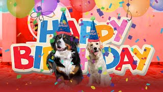 We Threw Our Bernese Mountain Dogs A Birthday Party [upl. by Wolliw]