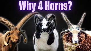 Why Do Some Sheep Have Four Horns The Science Behind This Rare Trait [upl. by Kostival]