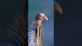 The vulturine guineafowl or Royal guineafowl bird birdsphotography guineafowl [upl. by Eiramrefinnej450]