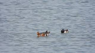 Eurasian Wigeon Fischione Anas penelope [upl. by Sapowith]