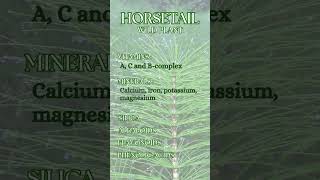 Horsetail  Equisetum arvense [upl. by Vaughan]