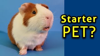 Are Guinea Pigs Easy Pets [upl. by Rimhsak]