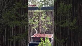 BONSAI ATLANTIC RED CEDAR FROM NURSERY STOCK OCT 2024 [upl. by Burack]