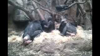 Bonobos im Frankfurter Zoo [upl. by Ahsenom]