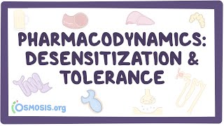 Pharmacodynamics Desensitization and tolerance [upl. by Notreb]