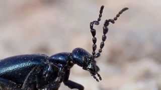 Fantastische Tiere  Der skurile Maiwurm Ölkäfer NATURVIDEO [upl. by Terrilyn]