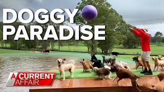 Aussie mans incredible dog oasis  A Current Affair [upl. by Vincents]