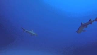 Sharks at Molokini [upl. by Rose150]