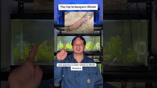 The Fat Innkeeper’s Worm [upl. by Gladine]