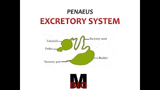 PENAEUS EXCRETORY SYSTEM [upl. by Ahseid198]