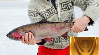 Monster Rainbow Trout Attacks Camera  Ice Fishing [upl. by Ikila770]