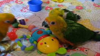 7 week old baby jenday conure parrots [upl. by Dong588]