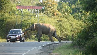 Elephant Attack Buttala Kataragama Road Sri Lanka [upl. by Carrnan358]