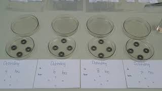 531345 MIM Lab 6 Solvent debinding [upl. by Araccat]