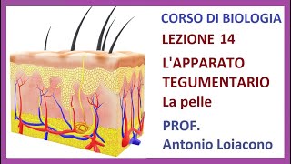 CORSO DI BIOLOGIA  Lezione 14  Lapparato Tegumentario [upl. by Garv]