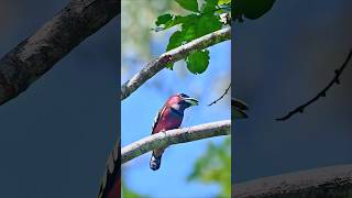 Wildlife birdsBandedbroadbill Eurylaimus javanicus birds [upl. by Leinehtan190]