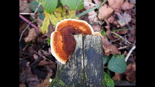 Herfstwandeling met weer veel paddestoelen [upl. by Chrisse]