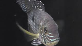 【チャーム】グリーン・テラー Andinoacara rivulatus Cichlidae シクリッド charm動画 [upl. by Nirmak566]