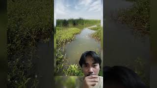 Jangan lihat pancingan nya lihat hasilnya fishing mancing mancingmania ikan youtubeshorts [upl. by Giorgi]