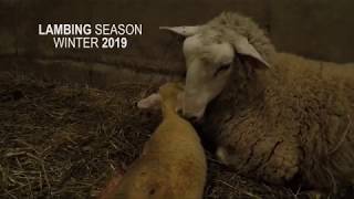 Lambing Season  2019 [upl. by Rona]