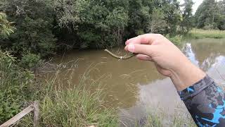 TESTANDO A MINHOCA ARTIFICIAL DA MARURI  testing maruris artificial earthworm pesca traira [upl. by Hewitt]