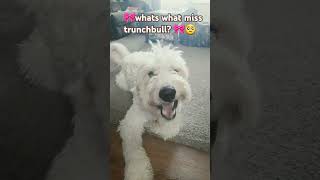 Miss trunchbull is mean to Farley  movie film movieclips dog labradoodle mathilda mathilda [upl. by Lewan]