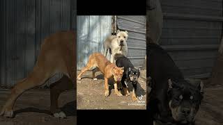 freefire fypシ゚viral canecorso canecorsoitaliano canecorsolove canecorsolovers canecorsopuppy [upl. by Armyn]