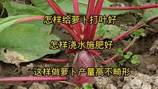 怎样给萝卜打叶好？怎样浇水施肥好？这样做萝卜产量高不畸形 [upl. by Eillime164]