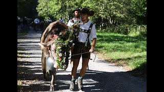 Viehscheid in Oberstdorf 2022 Schumpen kommen am Scheidplatz an [upl. by Perrins872]