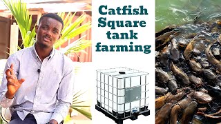 100 Catfishes Farm Setup Cost  Backyard square tank farming [upl. by Dulcle]