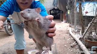 chuột cống nhum nuôi từ nhỏ cực kỳ khônBreeding mice are too smart [upl. by Everick]