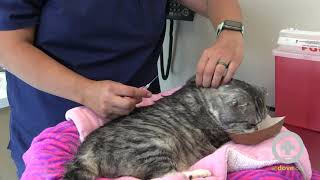 How to Give Subcutaneous Fluids to Your Cat at Home [upl. by Defant]