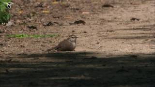 Bewicks Wren Takes a Dust Bath [upl. by Lynus]