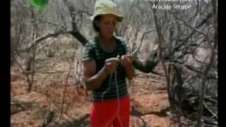 Tom da Caatinga  Ecologia Parte III [upl. by Australia]