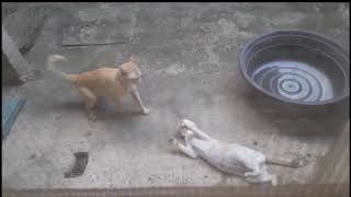 Best Of Cats Fighting Compilation [upl. by Scharff785]