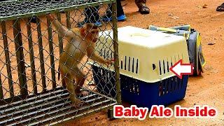 Bring baby monkey Ale back to meet mom after rescued from NGO [upl. by Irahcaz]