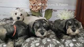 Miniature Schnauzer Puppies 6 weeks old [upl. by Nnadroj]