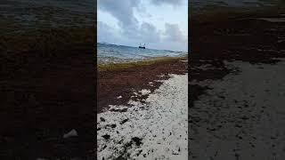 Seaweed Season Punta Cana Dominican Republic Sargassum Takeover [upl. by Skyla291]