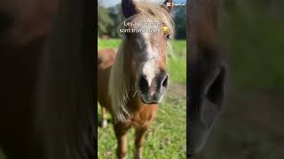 horse equestrian pony jevousadore abonnetoi animaux love edit animals cheval [upl. by Conan]