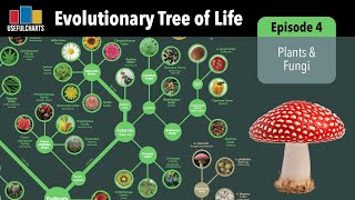 Evolutionary Tree of Life  Episode 4  Plants amp Fungi [upl. by Yeclehc]