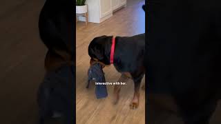 Rottweiler Is Terrified Of His Little Sister  The Dodo [upl. by Feodore]