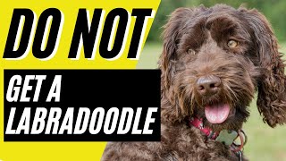 7 Reasons You SHOULD NOT Get a Labradoodle [upl. by Yonina]