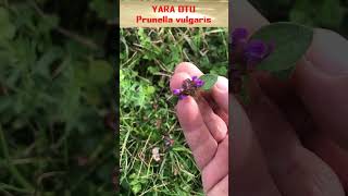 Prunella vulgaris Yara Otu Doğada Şifalı Bir Bitki [upl. by Abekam849]