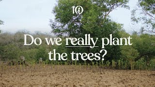 Do we really plant the trees [upl. by Cristiona]