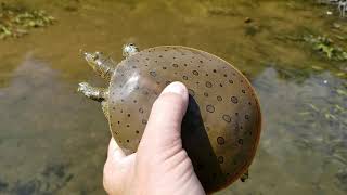 Spiny Soft Shell Turtle  Fleeing and eluding Michigan Soft Shell turtles [upl. by Manly]